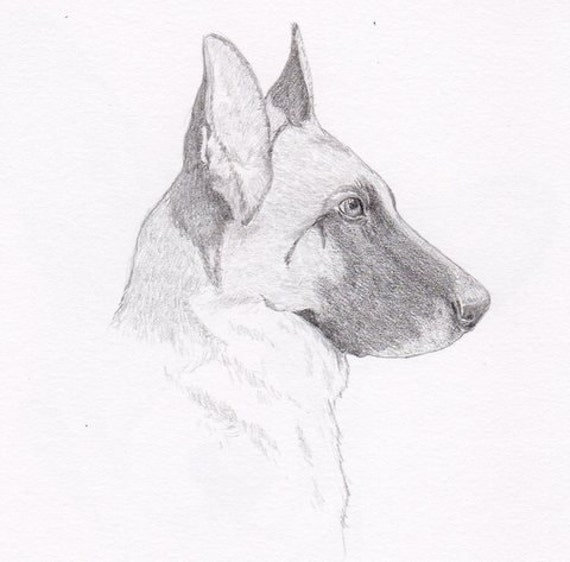 berger allemand signe personnalise original dessin au crayon etsy coloriage oreilles de lapin