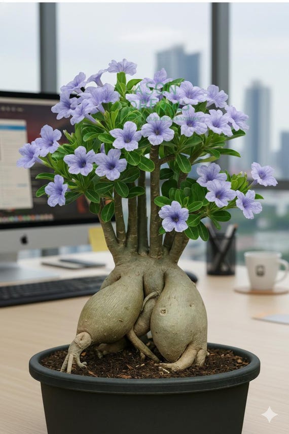 5 Rare Purple Desert Rose Seeds | Exotic Succulent for Garden & Decor - Etsy