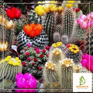 50 Cactus Mixed &#39;FINEST MIXED&#39; Succulent Flower Seeds - Exotic Cactus Collection - Grow Unique Desert Plants