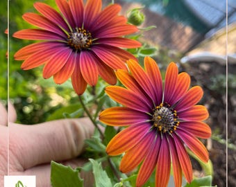 Cape Daisy Seeds: Purple & Yellow, Cut Flower Garden (200+ Seeds)