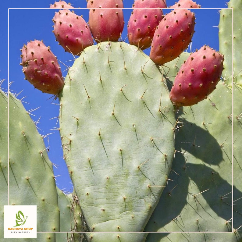 RachsyaShop Prickly Pear Cactus Seeds - Thumbnail 2