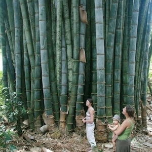 May include: A dense grove of tall bamboo stalks, predominantly green with some gray-blue hues, creates a natural forest backdrop. Three people stand near the base of the bamboo, with one holding a child. The ground is covered in fallen leaves and small plants.