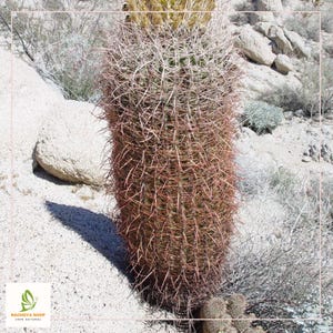 100 Ferocactus Barrel Cactus Seeds - Rare Desert Beauty for Your Garden!