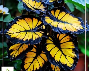 25+ Sunburst Calathea Seeds - Vibrant Tropical Leaves with Free US Shipping!