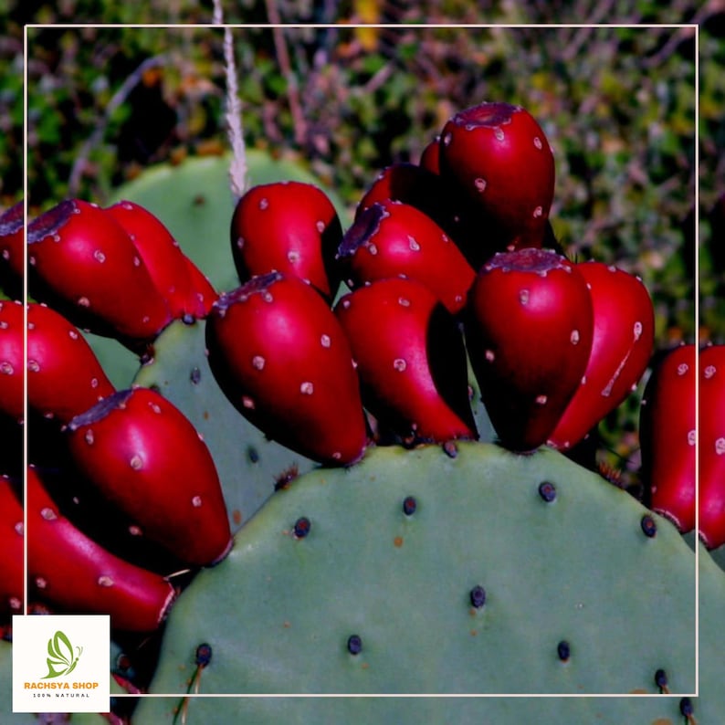 RachsyaShop Prickly Pear Cactus Seeds - Thumbnail 3