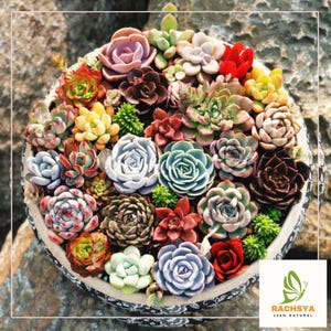 100 Mixed Succulent Seeds - Rare Varieties Collection for DIY Home Garden