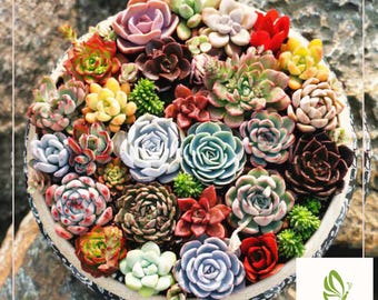 May include: A close-up of a variety of succulents planted in a round, black and white patterned pot. The succulents are in various shades of green, red, pink, and brown.