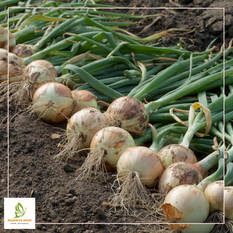 RachsyaShop Kelsae Sweet Onion Seeds - Thumbnail 4