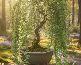 Weeping Willow Bonsai Tree Cutting - Fast Growing Dwarf Indoor/Outdoor Live Starter Plant