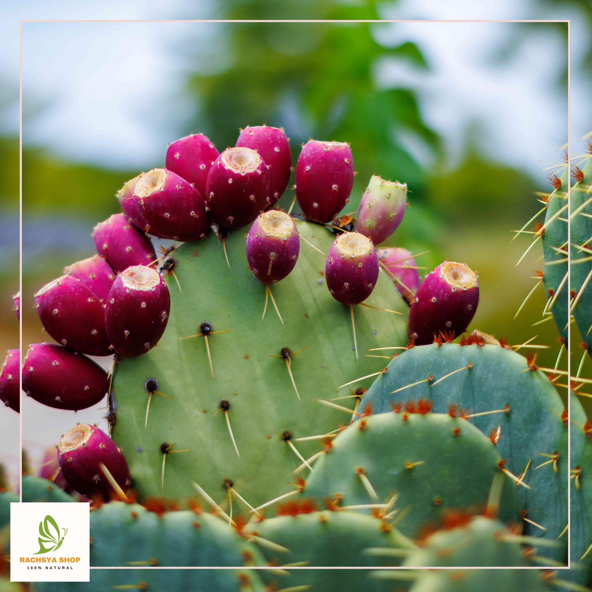 Red Prickly Pear Cactus Seeds: Vibrant Desert Garden Gems (35+ Seeds) - Etsy