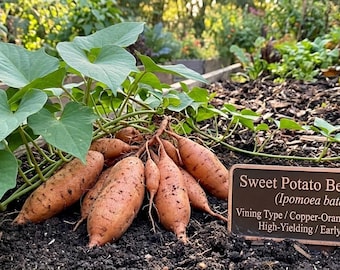 Beauregard Sweet Potato Slips (10), Vining Type, Non-GMO, Chemical-Free Plants