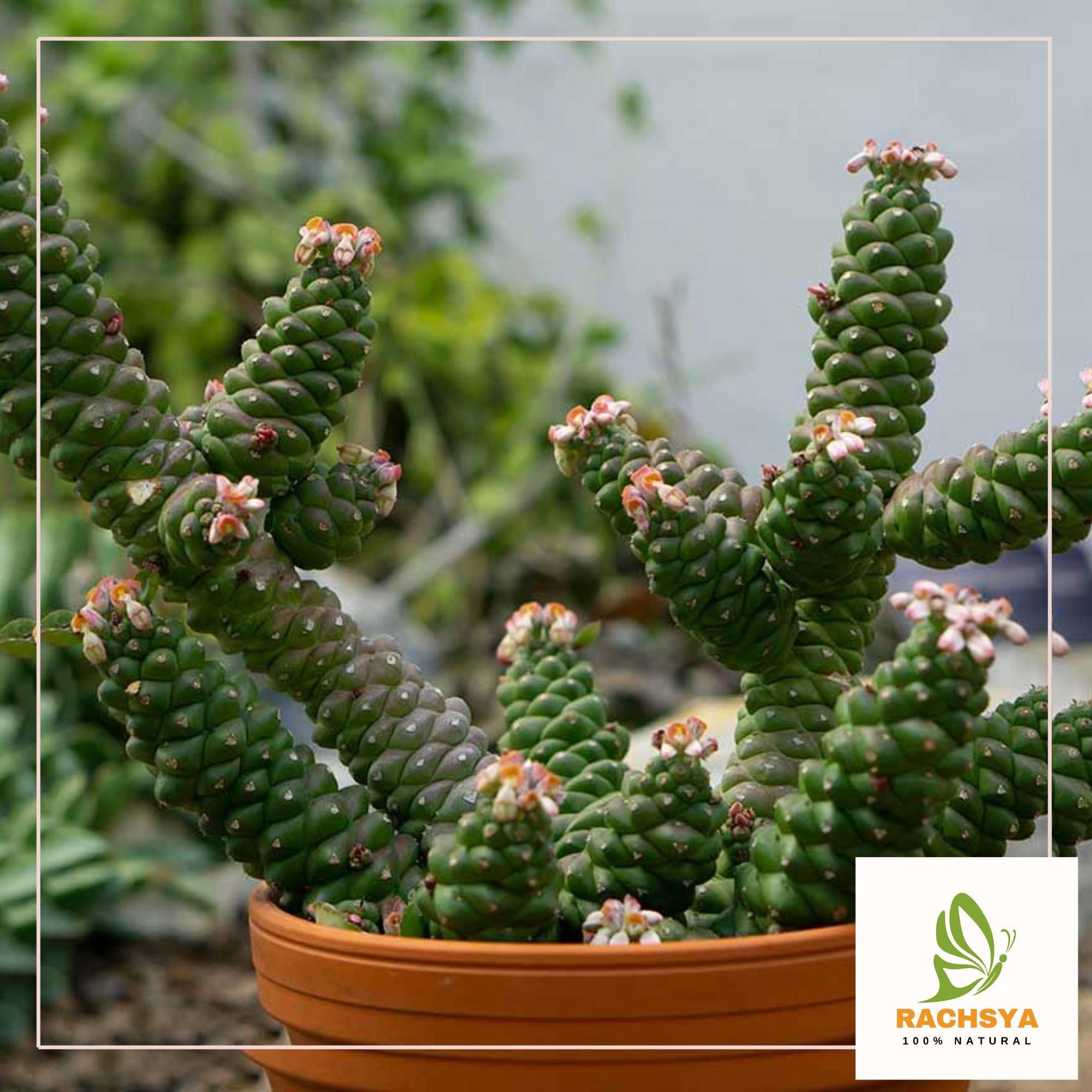 【jnさま専用】ロンギツベルクローサ 新鮮種子 30粒 Seeds 10】Euphorbia longituberculosa/ユーフォルビア・ロンギ