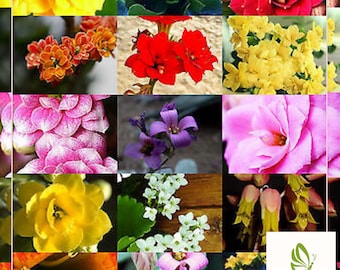 May include: A collage of colorful flowers in various shades of yellow, orange, red, pink, purple, and white. The flowers are in full bloom, showcasing their intricate petal arrangements. The image includes a logo with the text "RACHSYA 100% NATURAL".