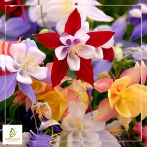May include: A vibrant close-up of colorful Columbine flowers. The image showcases a variety of blooms in shades of red, white, yellow, pink, purple, and blue. The flowers have delicate petals and prominent stamens, creating a visually appealing floral arrangement.