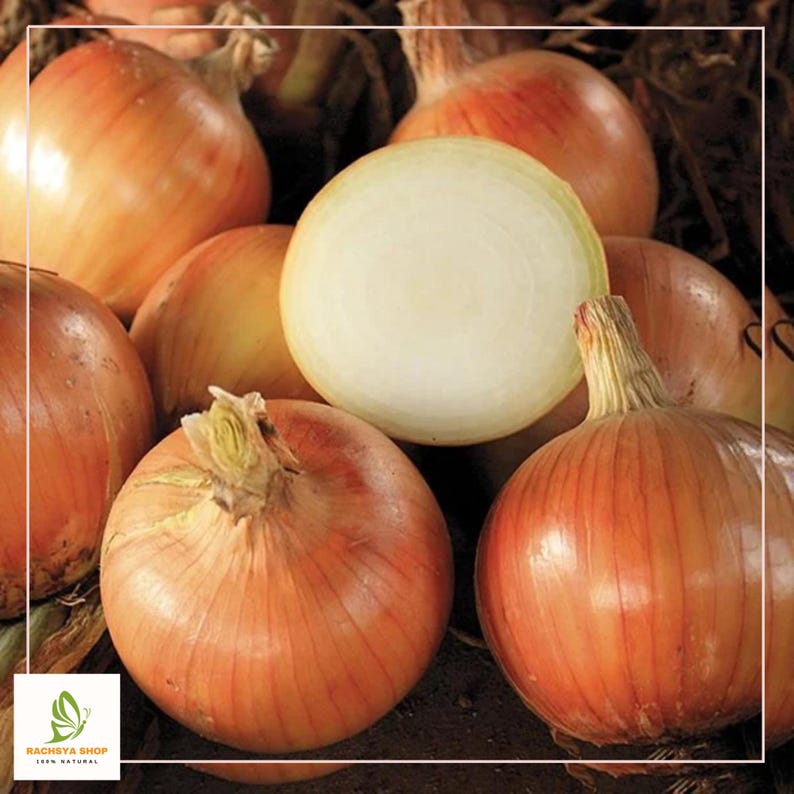 RachsyaShop Kelsae Sweet Onion Seeds - Thumbnail 2