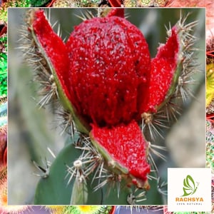 15+ Rare Organ Pipe Cactus Seeds - Authentic Mexican Pitaya (Stenocereus Thurberi)