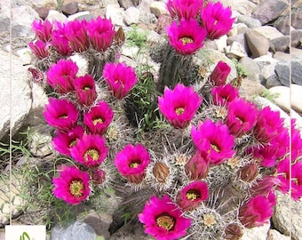 50 Hedgehog Cactus Seeds - Vibrant Echinocereus Engelmannii for Desert Gardens!