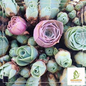 May include: Close-up of a collection of succulents, featuring a mix of green and pink rosettes. The image showcases the natural textures and colors of the plants, with a focus on the intricate details of the leaves and blooms. The logo "RACHSYA 100% NATURAL" is in the bottom right corner.