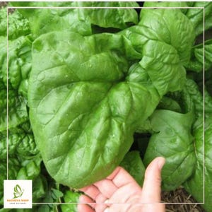 Giant Noble Spinach Seeds - Heirloom, Non-GMO (500 Seeds)