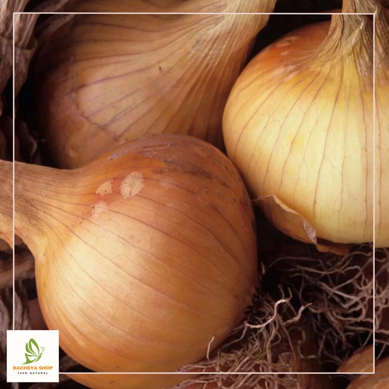 RachsyaShop Kelsae Sweet Onion Seeds - Thumbnail 3