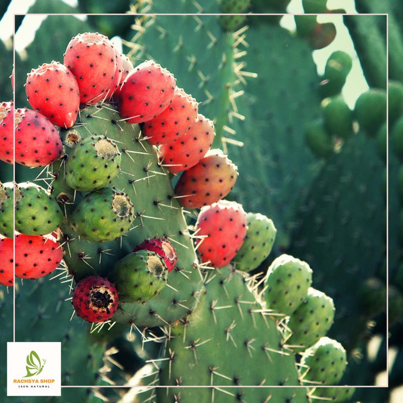 RachsyaShop Prickly Pear Cactus Seeds - Thumbnail 4