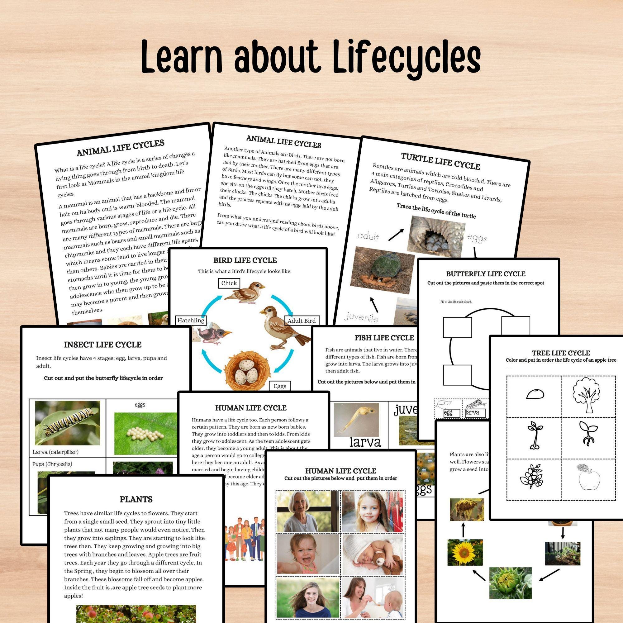 Science Curriculum Mega Bundle: Interactive Learning Journal - Etsy
