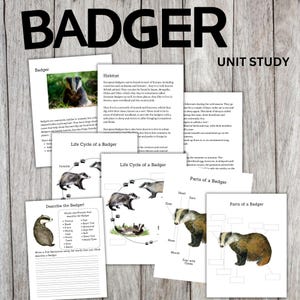 Puede incluir: Un conjunto de hojas de trabajo educativas sobre tejones, con ilustraciones del animal, su hábitat y ciclo de vida. Las hojas de trabajo incluyen la palabra "BADGER" en la parte superior y "UNIT STUDY" a la derecha.