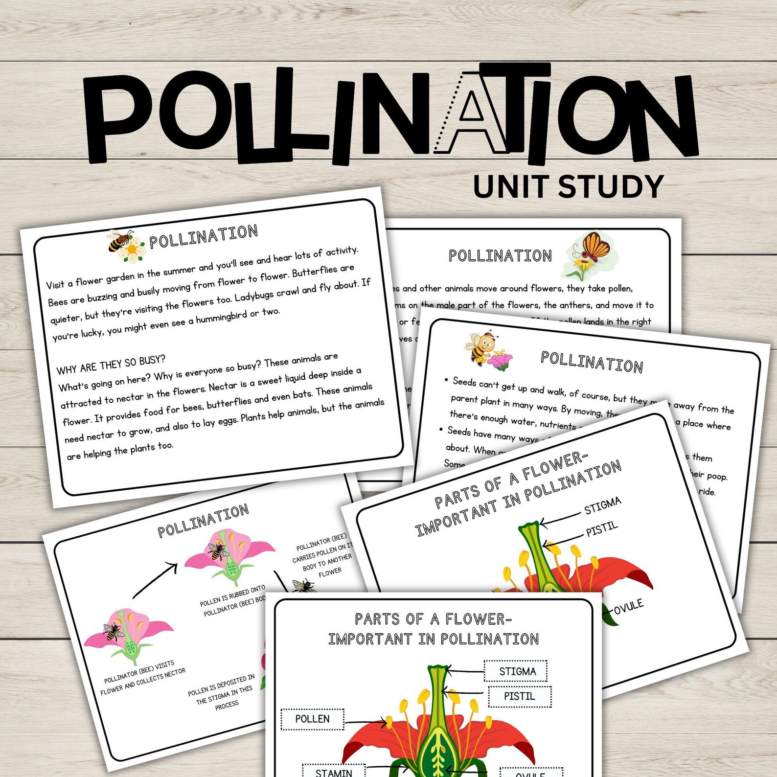 Pollination Flower Unit Study Bundle Anatomy of a Flower Charlotte ...