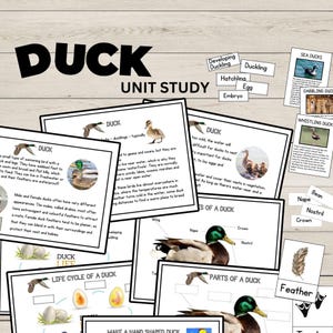 May include: A set of printable educational flashcards about ducks. The cards feature illustrations of ducks, ducklings, and eggs, along with text about their life cycle, parts of their body, and different types of ducks. The cards are black and white with a simple design.