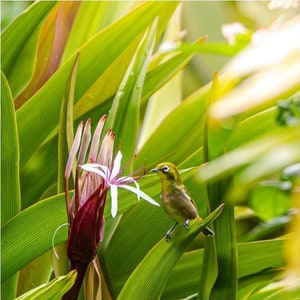 May include: A small, green and yellow bird perches on a green leaf, with a white flower with pink accents in the background.