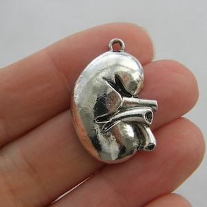 2 Human kidney organ charms antique silver tone MD91