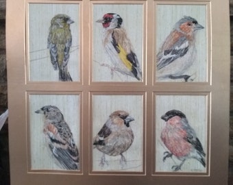 Finches