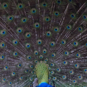 Peacock Artwork Grußkarte