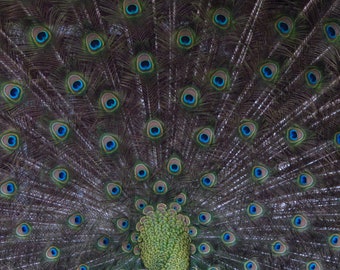 Peacock Artwork greeting card