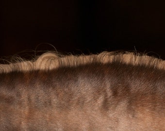 Horses mane digital download photo