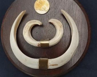 Europese wildzwijntrofee - CIC GOUDEN medaille 127,4 punten - origineel certificaat - Slagtandlengte 22,5 cm.