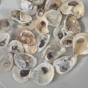 May include: A collection of numerous oyster shells, each featuring a smooth, concave interior with varying shades of cream, beige, and dark brown markings. The shells are arranged in a cluster, displaying natural textures and irregular, organic shapes.