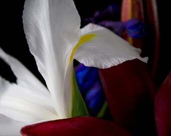 Photographie d'iris, fleurs, iris blanc, impression d'art, art mural, gros caractères, photographie d'art, décoration d'intérieur