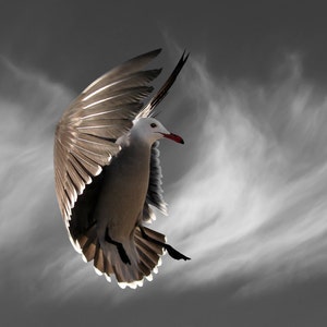Bird Photography, Seagull, Heermann&#39;s Gull, Limited Edition Fine Art Print, Hover with Cirrus Clouds