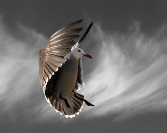 Bird Photography, Seagull, Heermann's Gull, Limited Edition Fine Art Print, Hover with Cirrus Clouds