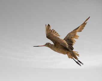 Nature Photography, Limited Edition Print Photography, Marbled Godwit, Bird Art Print, Fine Art Photography, Coast