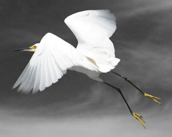 Animal Photography, Bird Photography, Snowy Egret, Bird Art Print, Fine Art Photography, Flight