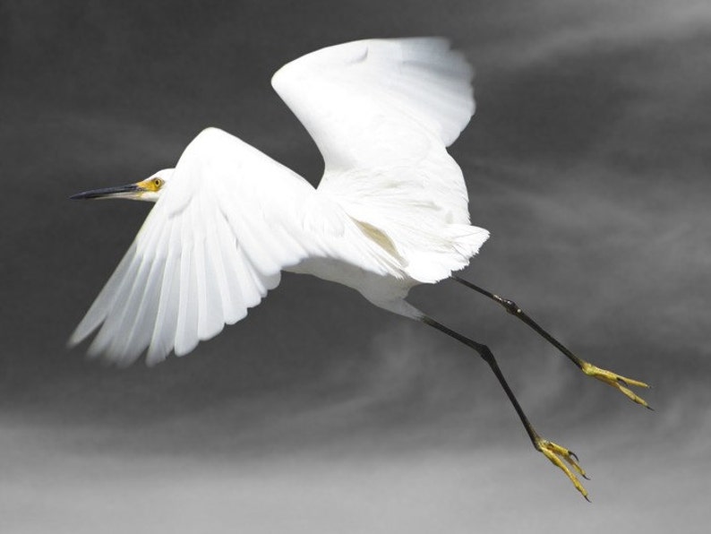 Animal Photography, Bird Photography, Snowy Egret, Bird Art Print, Fine Art Photography, Flight image 1