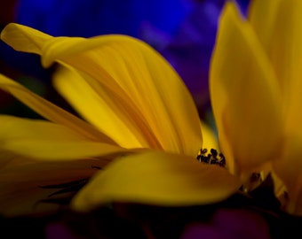 Sunflower, Photograph, Large Abstract Photography, Flowers, Fine Art Print, Large Wall Art, Fine Art Photography, Home Decor