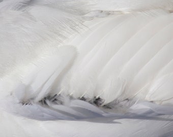 Snow, Abstract Photography, Limited Edition Print, Bird Art Photography, Fine Art Print, Featherscape, Black and White Fine Art Photography