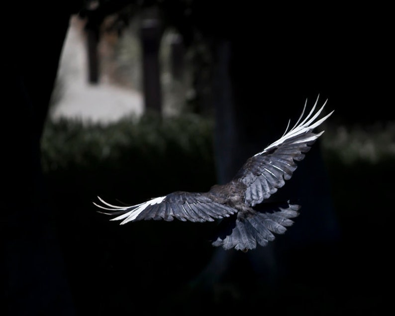 Crow Photography, Nature Photography, White Crow, Leucistic Crow, Bird Art Print Photography, Fine Art Photography, Fairy Tale image 1