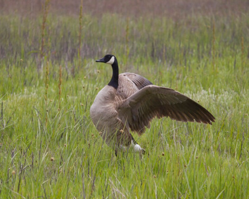 May include: A Canada goose with its wings spread wide stands in a field of green grass. The goose has a black head and neck with a white patch on its face.