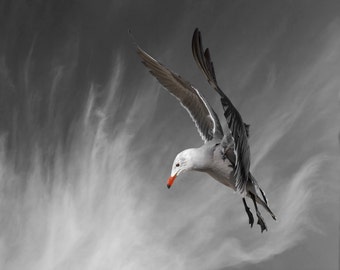 Animal Photography, Bird, Seagull, Heermann's Gull, Limited Edition Photography Bird Art Print, Fine Art Photography, Superman