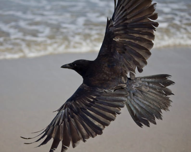 Crow, natuurfotografie, dierlijke fotografie, Bird Art Print fotografie, Fine Art Photography, Crow op het strand afbeelding 1