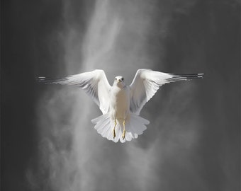 Ring-billed Gull, Seagull, Bird Photography,  Limited Edition Photography Bird Art Print, Fine Art Photography, Flight Lesson B